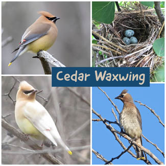 Cedar Waxwing